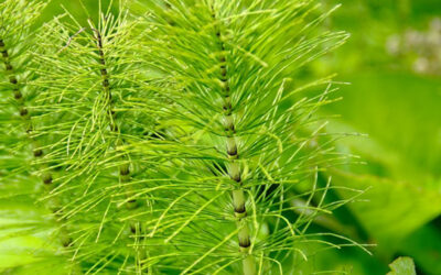 Horsetail – How to weed out the problem